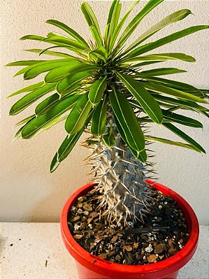 PALMEIRA DE MADAGASCAR (Pachypodium lamerei) - P11