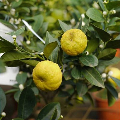 LIMÃO DOCE (Citrus limetta) - Muda enxertada com até 1 metro