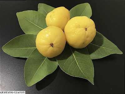 CAGAITA (Eugenia dysenterica) - Muda com até 70 cm