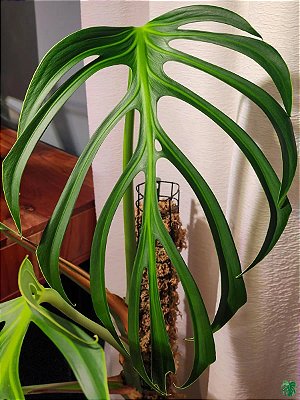 Monstera 'Burle marx Flame' - P15