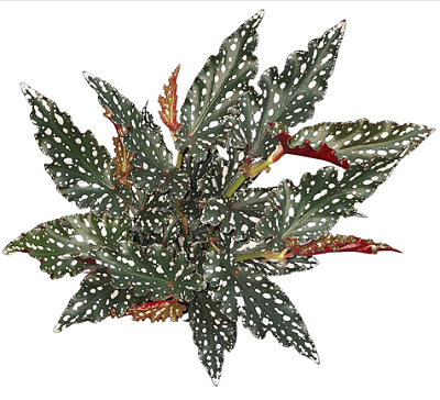 Begonia maculata 'Spotlight Dark' - P12