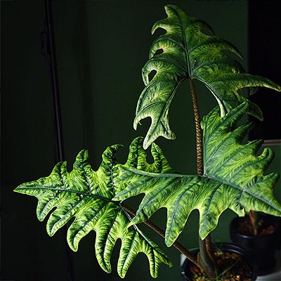 Alocasia Jacklyn - P12