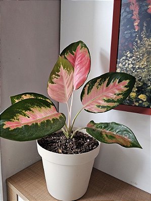 Aglaonema Lawan - P12