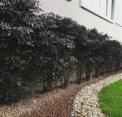 LÉIA RUBRA (Leea rubra) - Muda com 70 a 90 cm