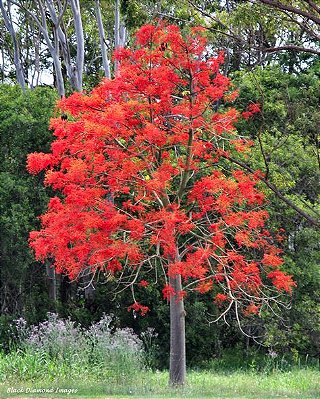 ÁRVORE DO FOGO (Brachychiton acerifolius) - Muda com até 60 cm