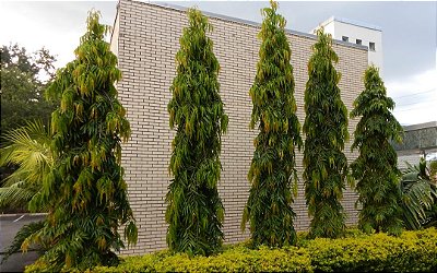 MASTRO (Polyalthia longifolia var. pendula) - Muda com 70 cm