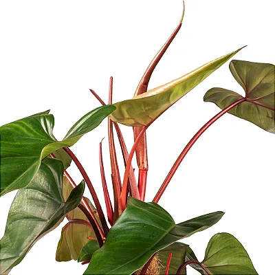 FILODENDRO ESMERALDA RUBRO (Philodendron red emerald) - P17