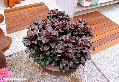 DRACENA BABY RUBRA (Cordyline terminalis baby) - Muda com 70 cm