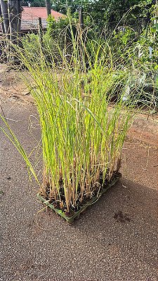 CAPIM DOS PAMPAS (Cortaderia selloana) - Muda com até 60 cm