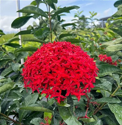 IXÓRA REI (Ixora macrothyrsa) - Muda com até 60 cm
