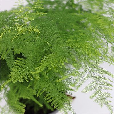 ASPARGO MELINDRE (Asparagus setaceus) - P15