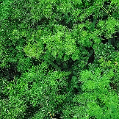 ASPARGO PLUMOSO (Asparagus myriocladus)