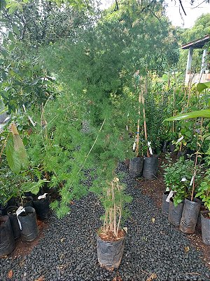 ASPARGO PLUMOSO GRANDE (Asparagus myriocladus) - Muda com até 1,20m