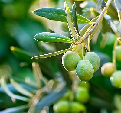 OLIVEIRA (Olea europaea) - Muda com até 1 metro