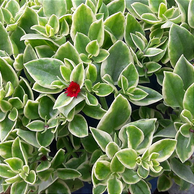 ROSINHA DE SOL (Aptenia cordifolia)