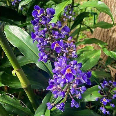 GENGIBRE AZUL (Dichorisandra thyrsiflora) - Muda com até 80 cm