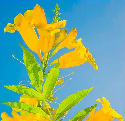 IPÊ MIRIM DE JARDIM (Tecoma stans) - Muda com até 1 metro