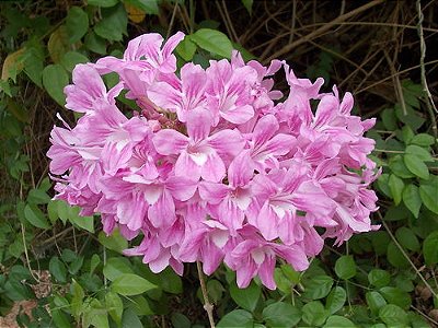 CUSPIDÁRIA ou CIPÓ ROSA (Cuspidaria convoluta) - Muda com até 80 cm