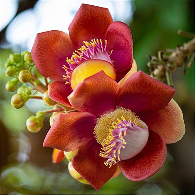 ABRICÓ DE MACACO (Couroupita guianenses) - Muda com até 1 metro