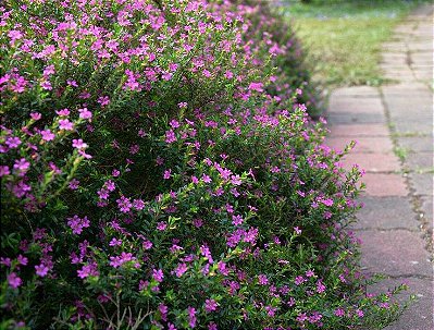 ÉRICA ROSA ou ROXA (Cuphea hyssopifolia)