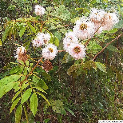 INGÁ CABELUDO ANÃO ROSA (Inga vulpina) - Muda com 25 cm