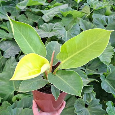 FILODENDRO LUA CLARA (Philodendron moonlight) - P17