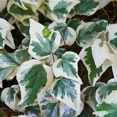 HERA VARIEGATA (Hedera canariensis Variegata) - C21