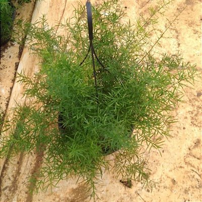 ASPARGO PENDENTE NA CUIA (Asparagus densiflorus Sprengeri)