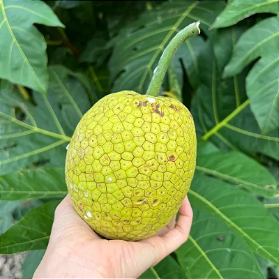 FRUTA PÃO (Artocarpus altilis) - Muda com até 1 metro