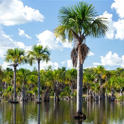 PALMEIRA BURITI (Mauritia flexuosa) - Muda com até 80 cm