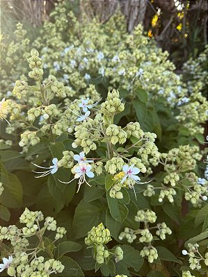 CLERODENDRO PERFUMADO (Clerodendrum infortunatum) - Muda com 80 cm