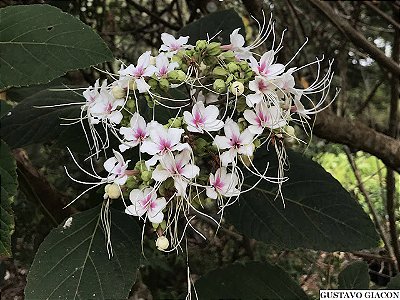 CLERODENDRO PERFUMADO (Clerodendrum infortunatum) - Muda com 80 cm