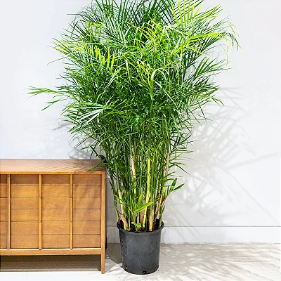 CAMEDÓREA BAMBU (Chamaedorea seifrizii) - Muda com até 1 metro