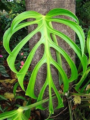 COSTELA DE ADÃO SERRANA (Monstera deliciosa var. sierrana)