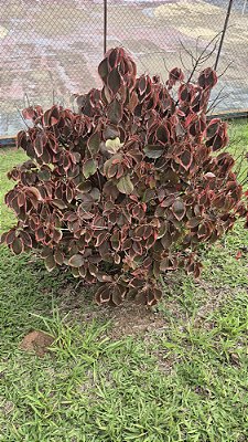 ACÁLIFA VERMELHA (Acalypha wilkesiana “Copperhead”) - Muda com até 1 metro