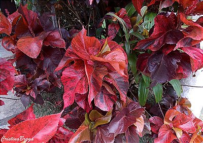 ACÁLIFA VERMELHA (Acalypha wilkesiana “Copperhead”) - Muda com até 1 metro