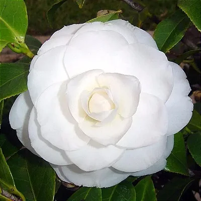 CAMÉLIA (Camellia japonica) - Muda com até 1 metro