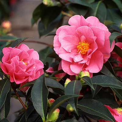 CAMÉLIA CORES (Camellia japonica) - Muda com até 1 metro