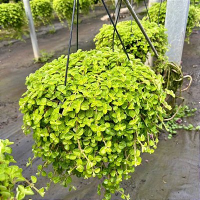 DINHEIRO EM PENCA (Pilea nummulariifolia) - C21