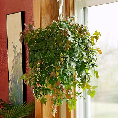 CIPÓ UVA ou HERA CISSUS (Cissus rhombifolia) - C21