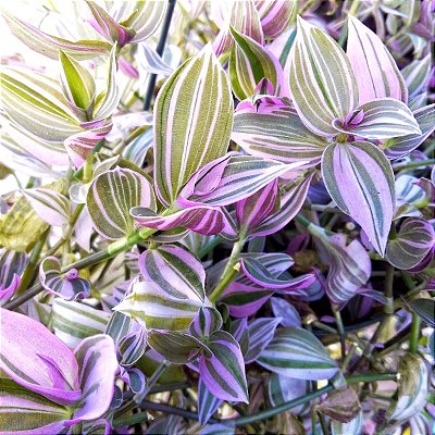 LAMBARI ROSA (Tradescantia fluminensis ‘lavender‘) - P11