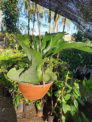 CHIFRE SUPERBUM GRANDE (Platycerium Superbum) - Cuia 21