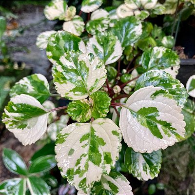 DÓLAR VARIEGATO (Plectranthus Coleoides) - C21