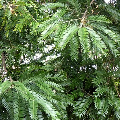 ALECRIM DE CAMPINAS (Holocalyx balansae) - Muda com até 1 metro