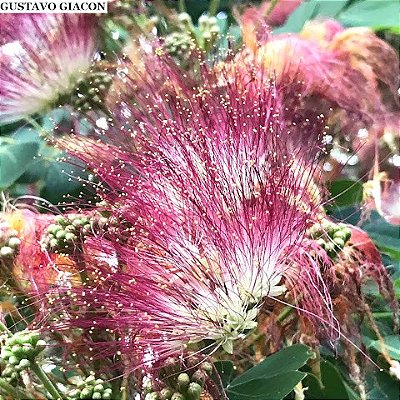 ÁRVORE DA CHUVA (Samanea saman) - Muda com até 60 cm