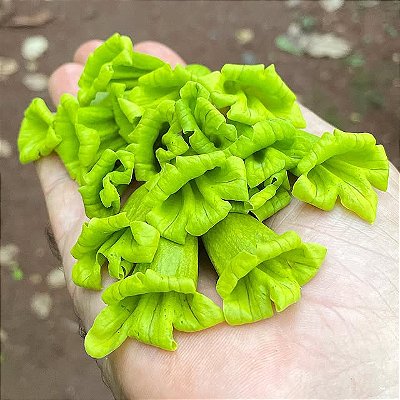 IPÊ VERDE (Cybistax antisyphilitica) - Muda com até 1 metro