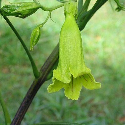 IPÊ VERDE (Cybistax antisyphilitica) - Muda com até 1 metro