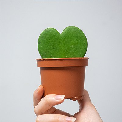 FLOR DE CERA CORAÇÃO (Hoya kerrii) - P11