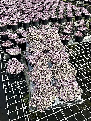 TOSTÃO ROSA (Callisia repens 'Pink Lady') - Pote 11