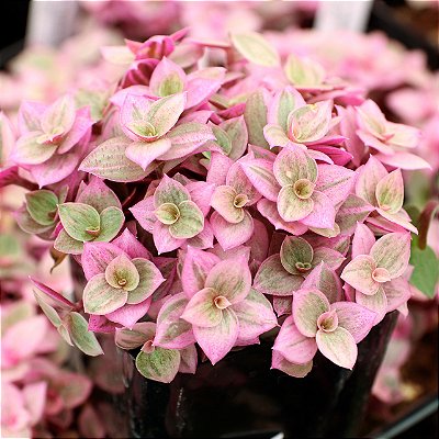 TOSTÃO ROSA (Callisia repens 'Pink Lady') - P11